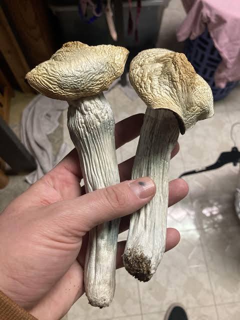 Shrooms ( magic mushrooms ) 
